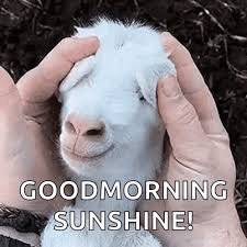 Funny Good Morning Memes