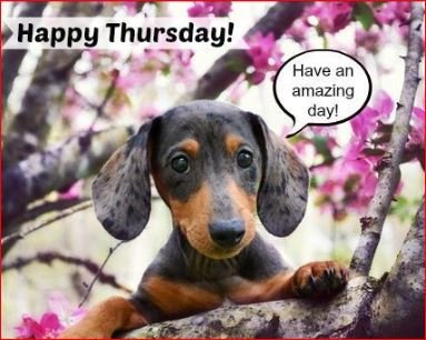 good morning thursday memes