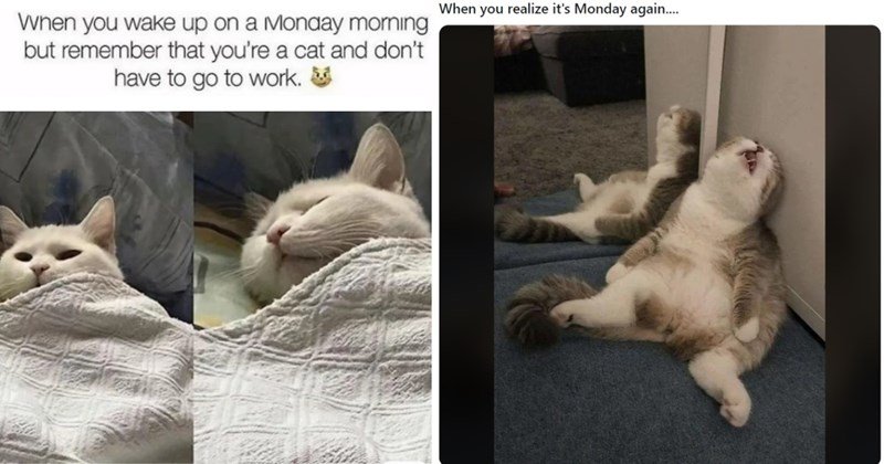 Funny Good Morning Memes