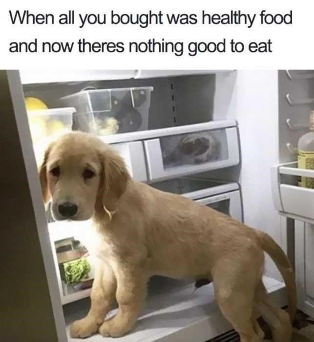 dog-all-bought-healthy-food-and-now-theres-nothing-good-eat Memes About Life