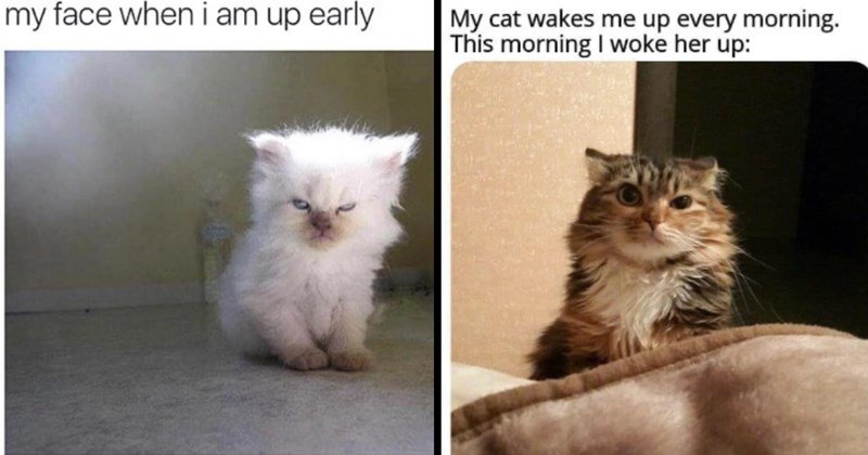 Funny Good Morning Memes
