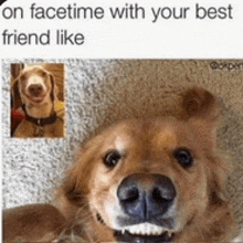 cute dog memes