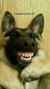 cute dog memes