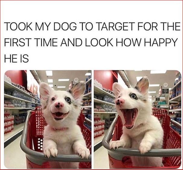cute dog memes