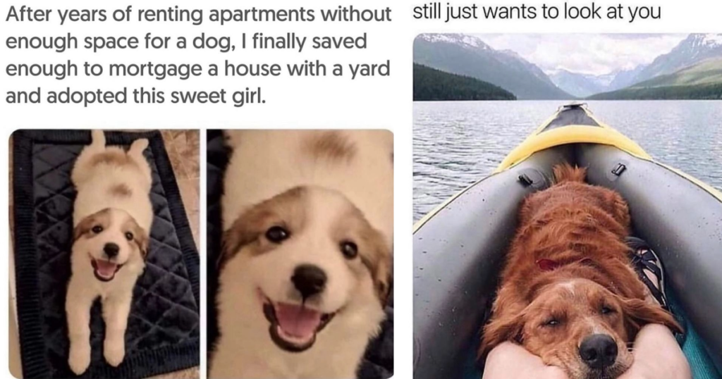 dog memes